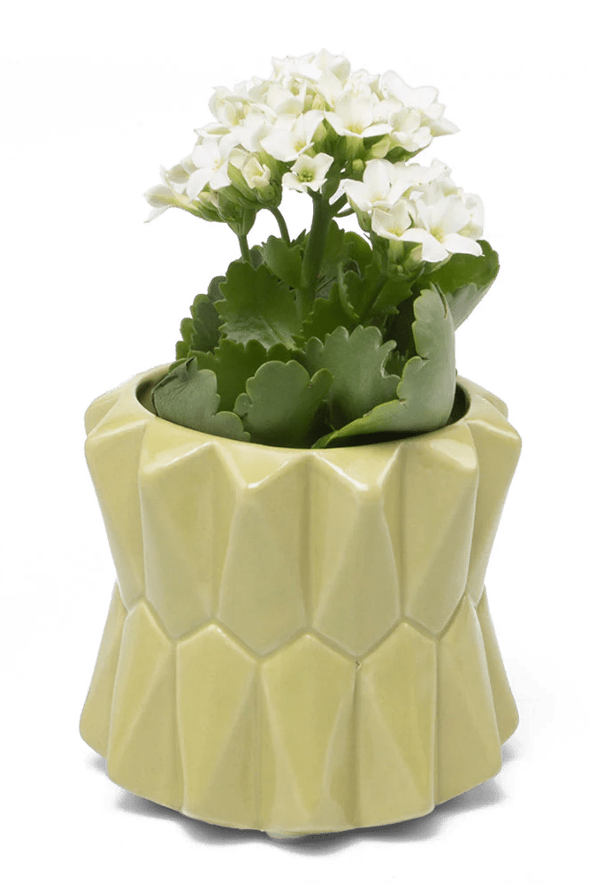 Fang Ceramic Modern Planter For Succulents - Chive Ceramics Studio - Pots - Chive Ceramics Studio