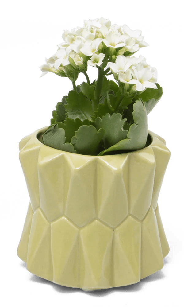 Fang Ceramic Modern Planter For Succulents - Chive Ceramics Studio - Pots - Chive Ceramics Studio