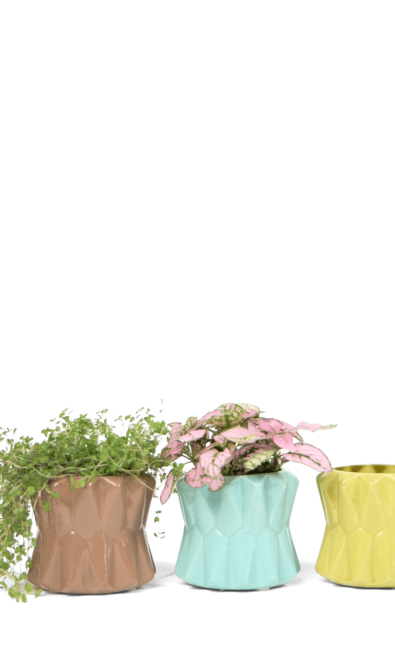 Fang Ceramic Modern Planter For Succulents - Chive Ceramics Studio - Pots - Chive Ceramics Studio