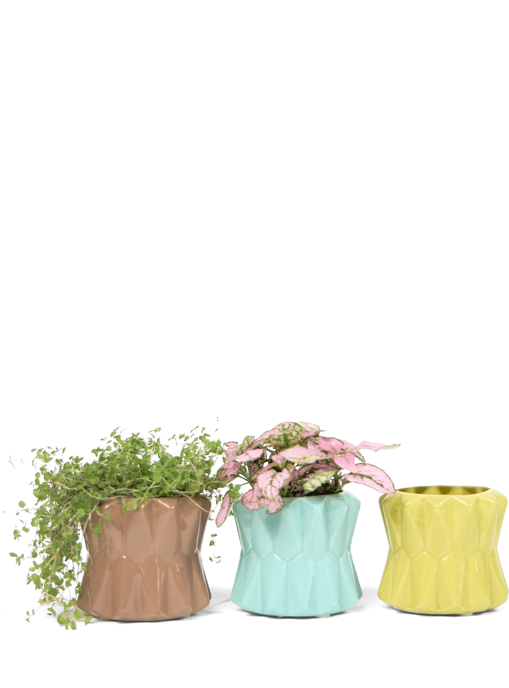 Fang Ceramic Modern Planter For Succulents - Chive Ceramics Studio - Pots - Chive Ceramics Studio