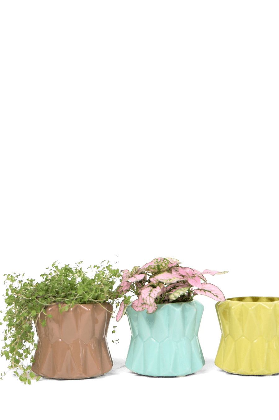 Fang Ceramic Modern Planter For Succulents - Chive Ceramics Studio - Pots - Chive Ceramics Studio