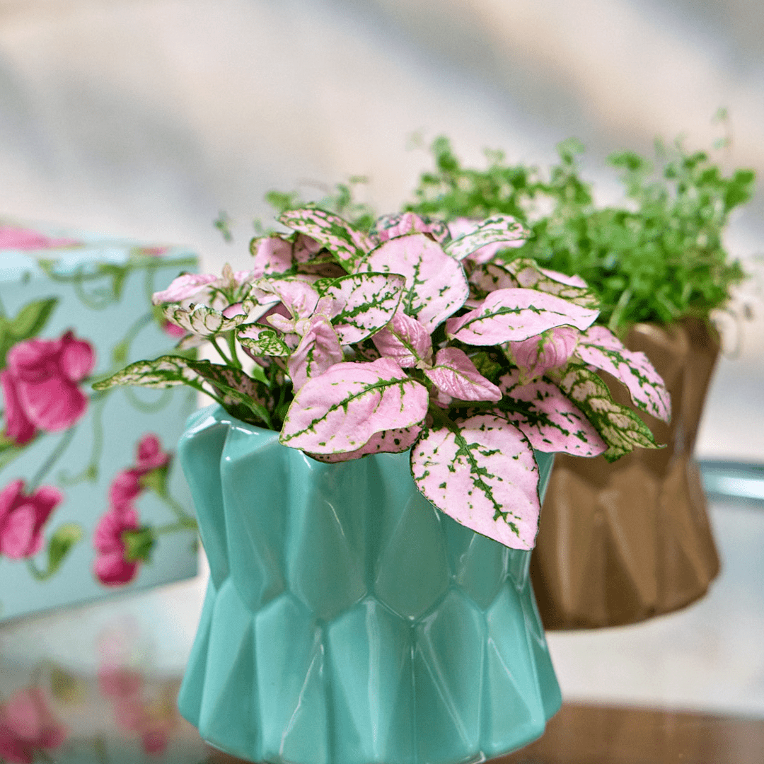 Fang Ceramic Modern Planter For Succulents - Chive Ceramics Studio - Pots - Chive Ceramics Studio