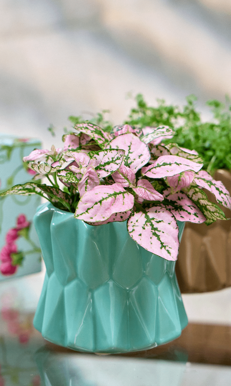 Fang Ceramic Modern Planter For Succulents - Chive Ceramics Studio - Pots - Chive Ceramics Studio