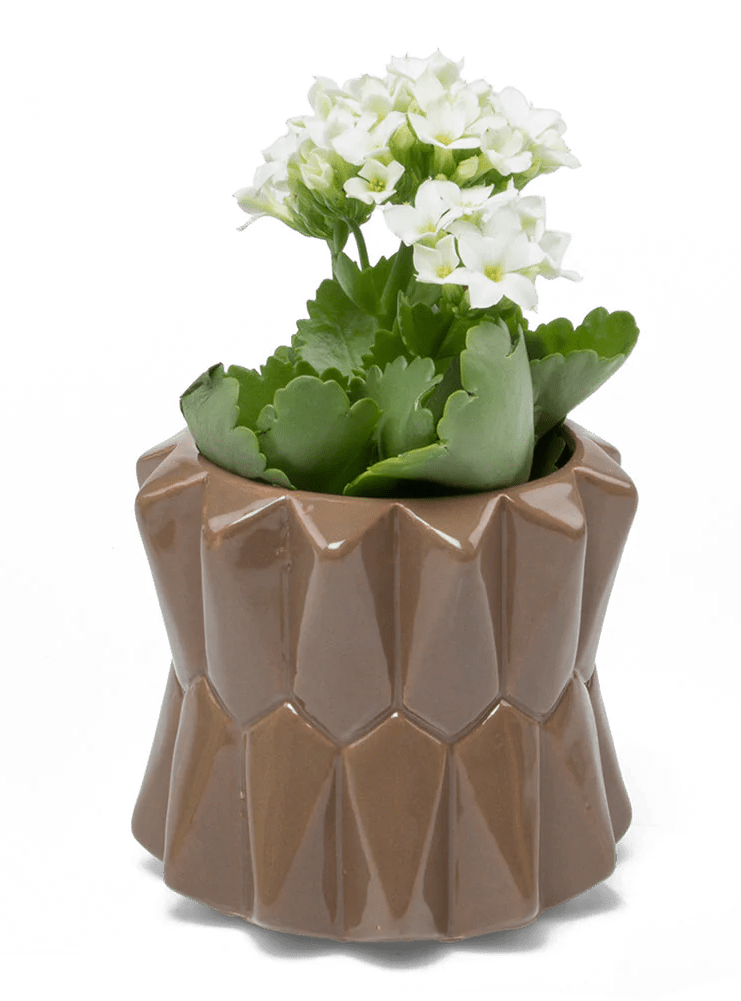 Fang Ceramic Modern Planter For Succulents - Chive Ceramics Studio - Pots - Chive Ceramics Studio