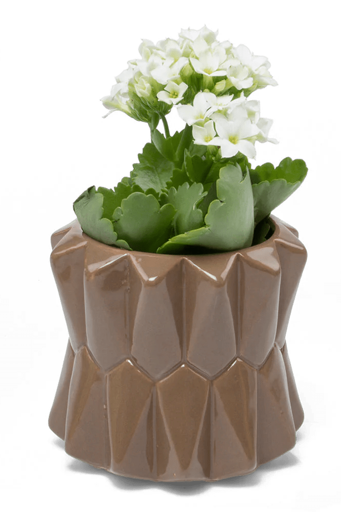 Fang Ceramic Modern Planter For Succulents - Chive Ceramics Studio - Pots - Chive Ceramics Studio