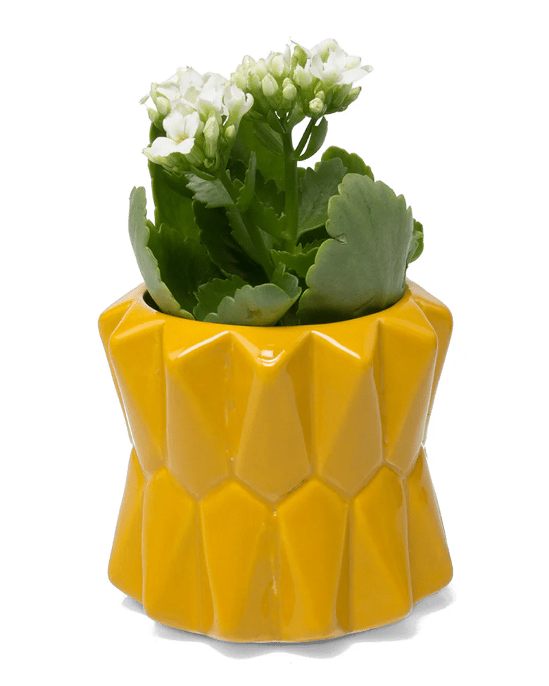 Fang Ceramic Modern Planter For Succulents - Chive Ceramics Studio - Pots - Chive Ceramics Studio