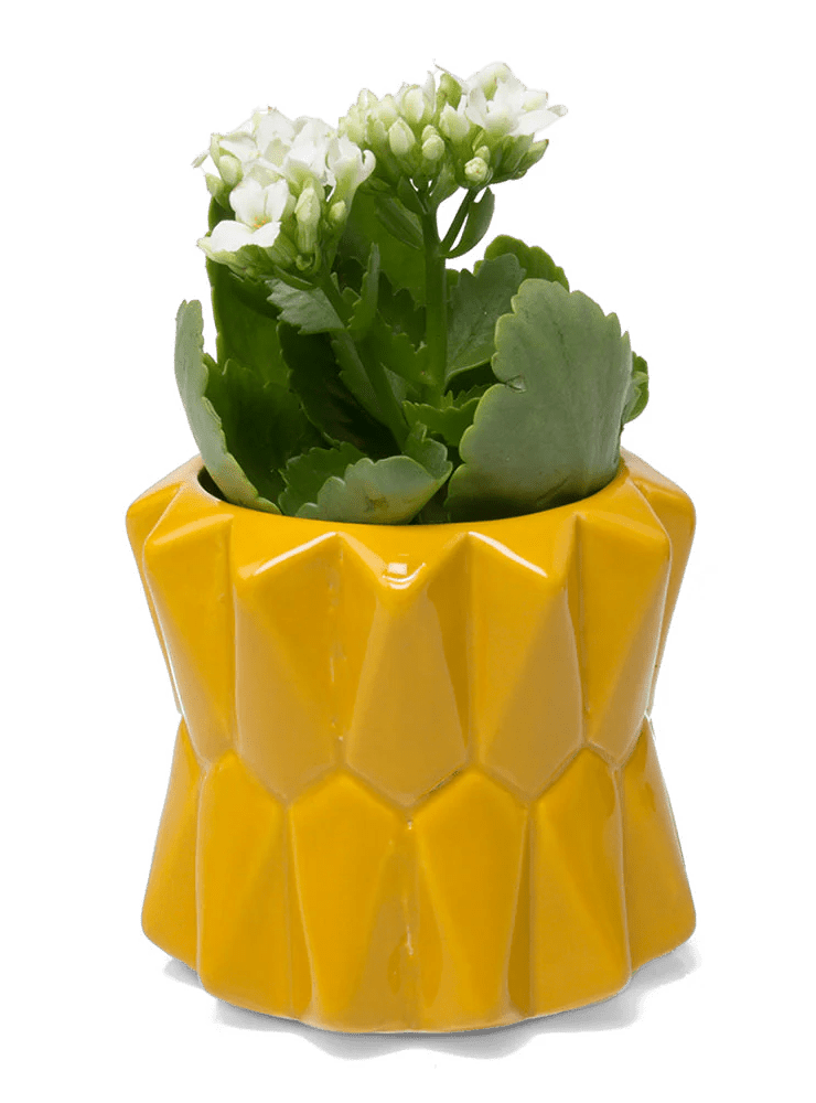 Fang Ceramic Modern Planter For Succulents - Chive Ceramics Studio - Pots - Chive Ceramics Studio