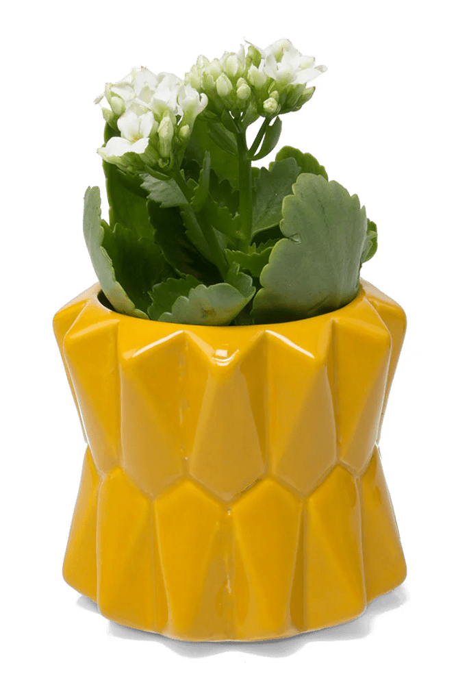Fang Ceramic Modern Planter For Succulents - Chive Ceramics Studio - Pots - Chive Ceramics Studio