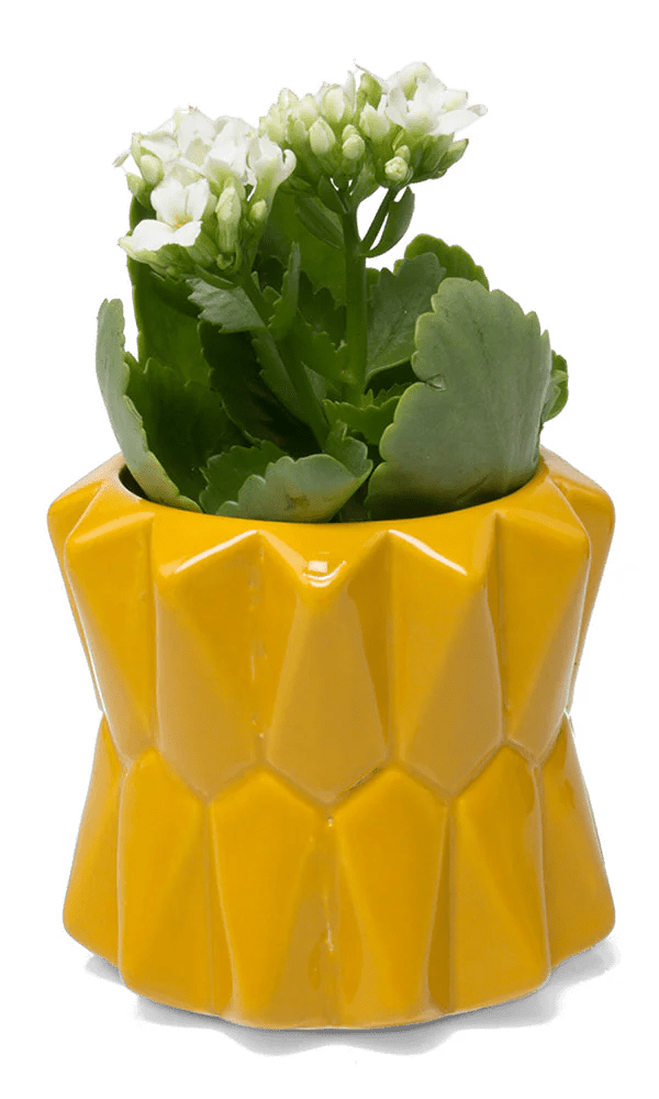 Fang Ceramic Modern Planter For Succulents - Chive Ceramics Studio - Pots - Chive Ceramics Studio