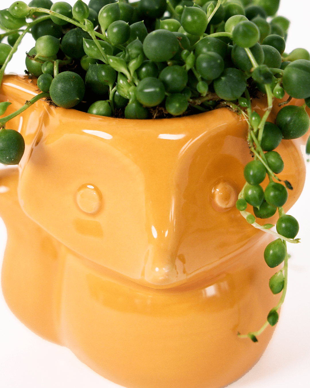 Fox Ceramic Indoor Plant Pot For Succulents - Chive Ceramics Studio - Pots - Chive Ceramics Studio