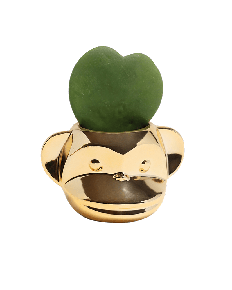 Funky Monkey Planter - Chive Ceramics Studio - Pots - Chive Ceramics Studio