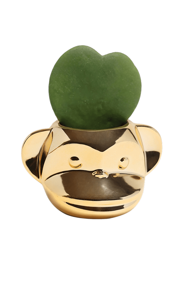 Funky Monkey Planter - Chive Ceramics Studio - Pots - Chive Ceramics Studio