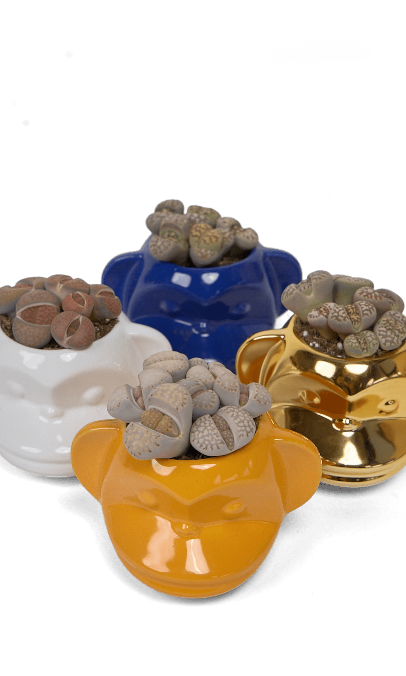 Funky Monkey Planter - Chive Ceramics Studio - Pots - Chive Ceramics Studio