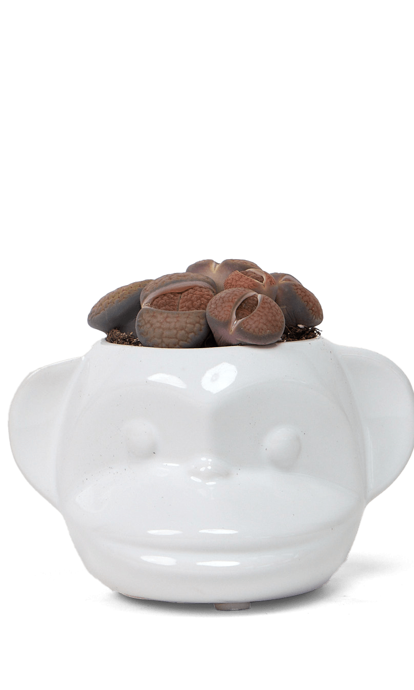 Funky Monkey Planter - Chive Ceramics Studio - Pots - Chive Ceramics Studio