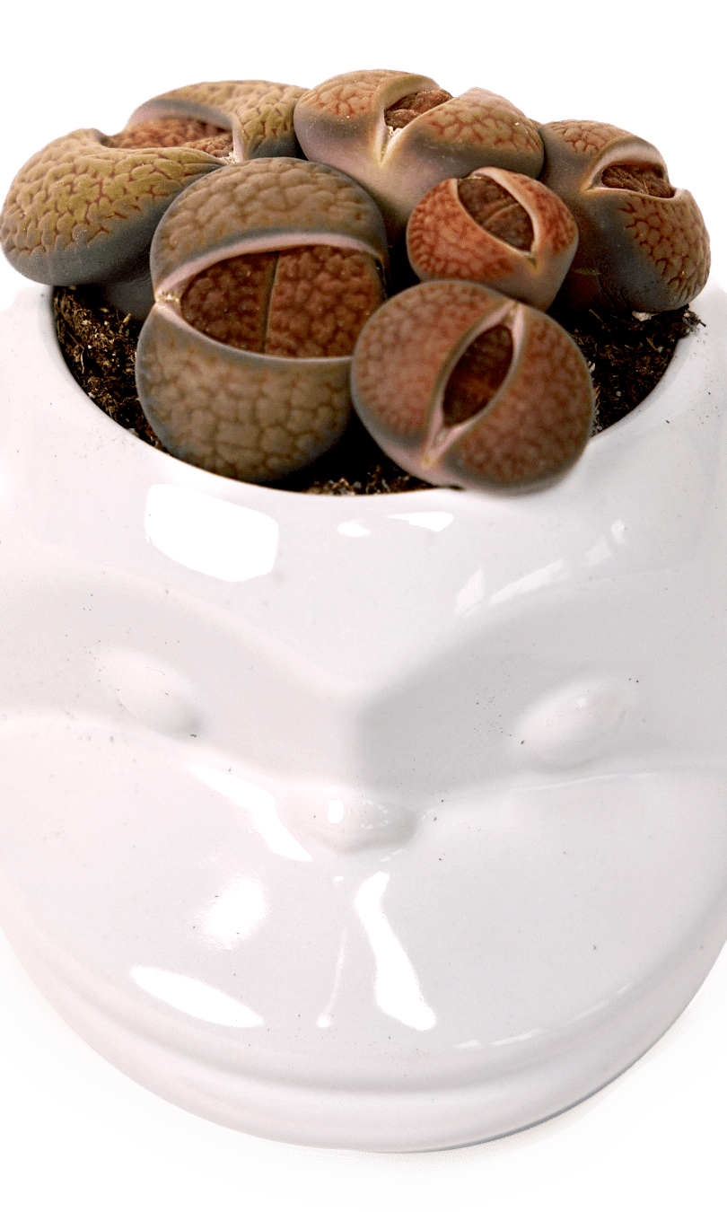 Funky Monkey Planter - Chive Ceramics Studio - Pots - Chive Ceramics Studio