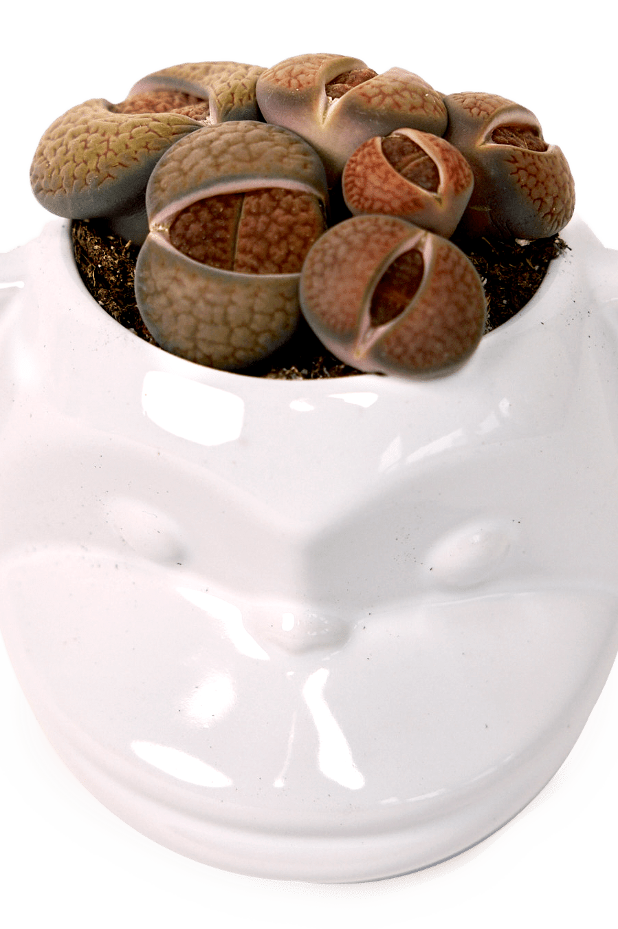 Funky Monkey Planter - Chive Ceramics Studio - Pots - Chive Ceramics Studio