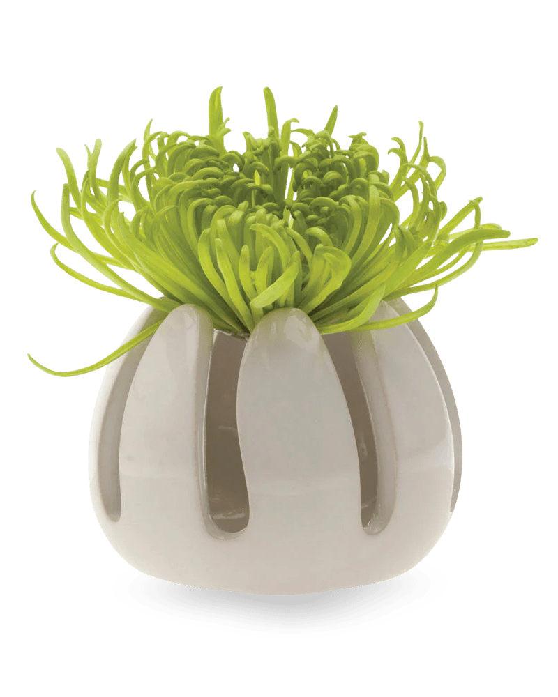 Gideon Ceramic Air Plant Container - Chive Ceramics Studio - Tools & Accessories - Chive Ceramics Studio