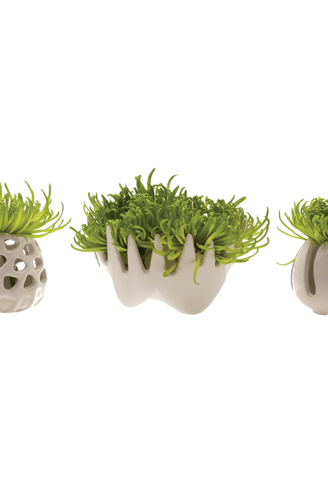 Gideon Ceramic Air Plant Container - Chive Ceramics Studio - Tools & Accessories - Chive Ceramics Studio