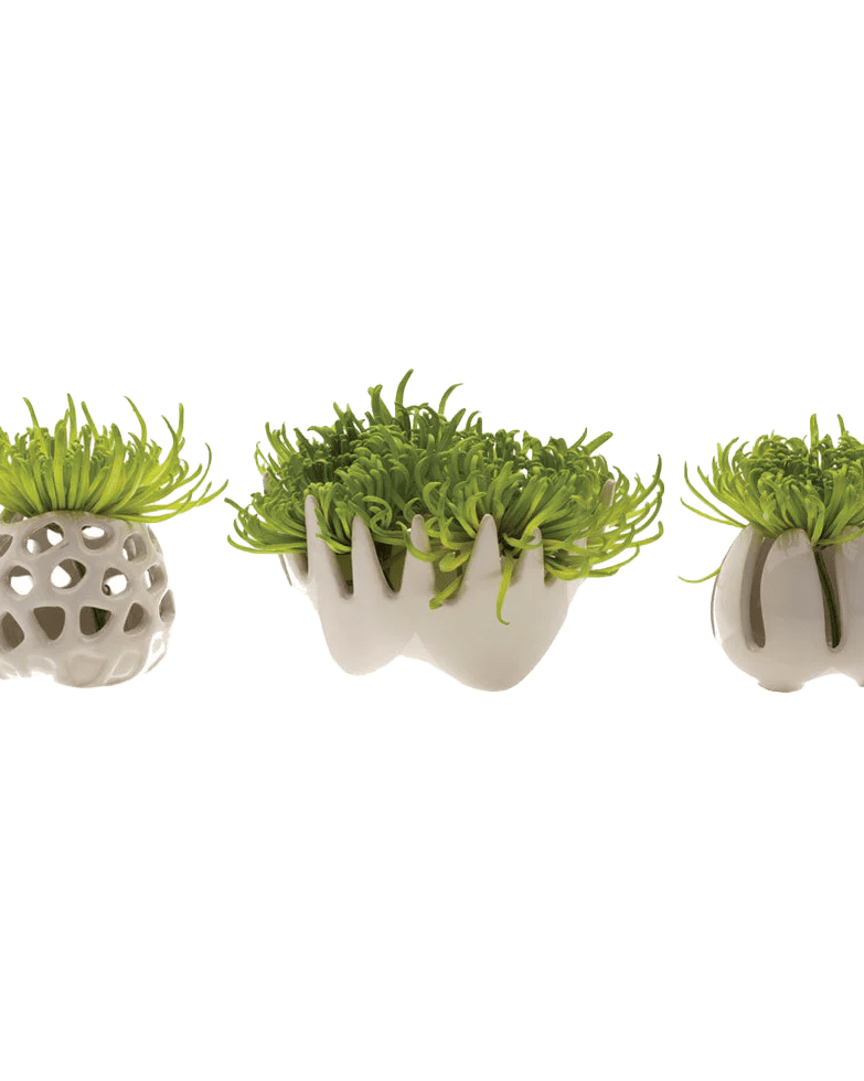 Gideon Ceramic Air Plant Container - Chive Ceramics Studio - Tools & Accessories - Chive Ceramics Studio