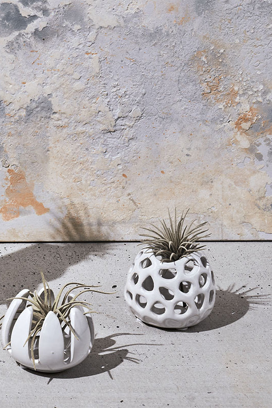 White Giant Grass ceramic pot with air plant — handmade by Chive Studio Toronto