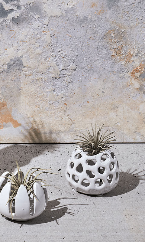 White Giant Grass ceramic pot with air plant — handmade by Chive Studio Toronto