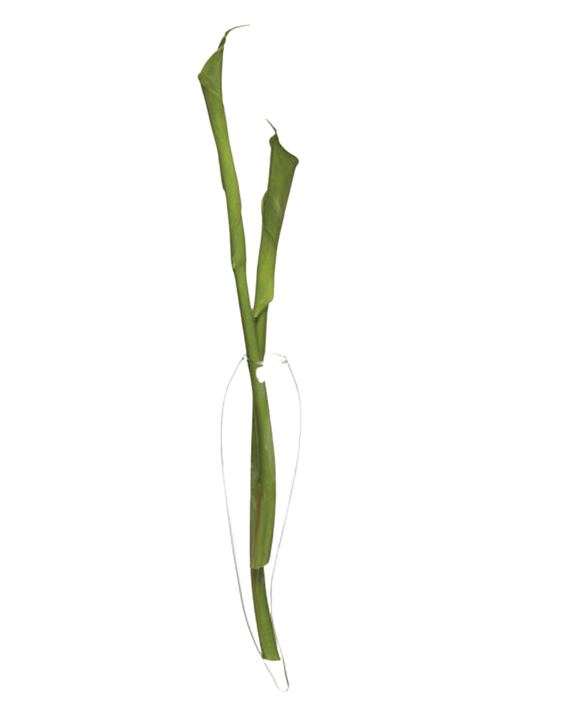 Wall Horn Glass Modern Clear Flower Vase - Chive Ceramics Studio - Vases - Chive US