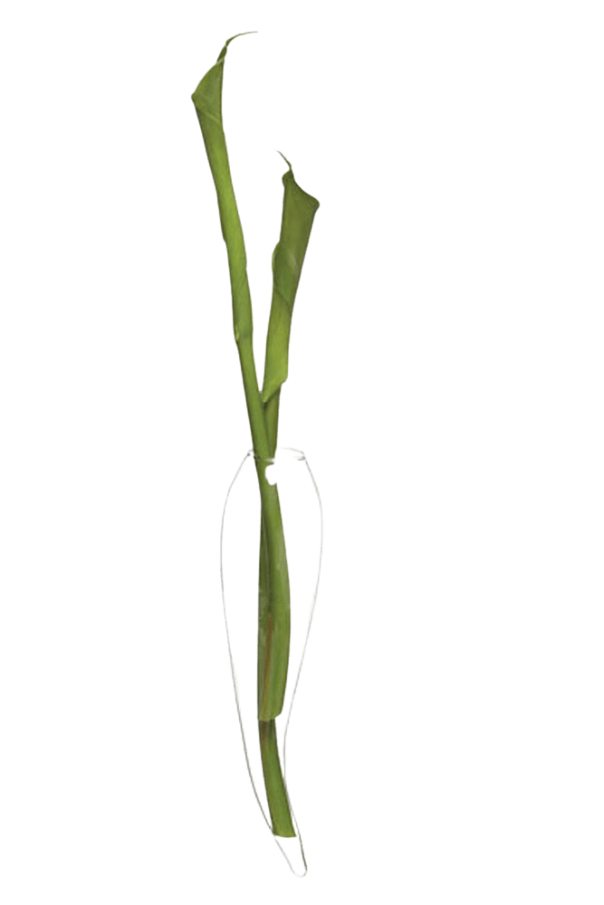 Wall Horn Glass Modern Clear Flower Vase - Chive Ceramics Studio - Vases - Chive US