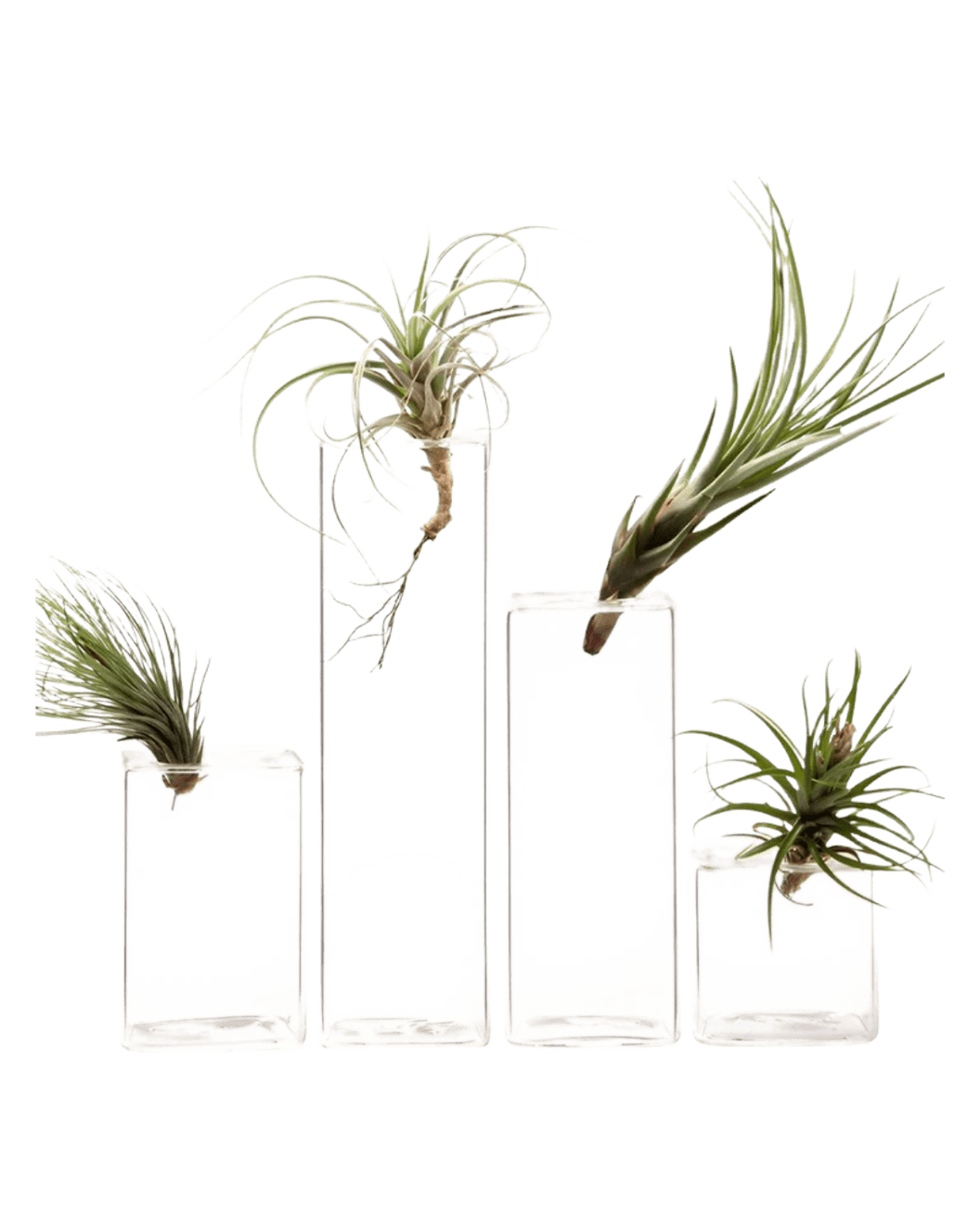 Cube Glass Modern Clear Flower Vase - Chive Ceramics Studio - Vases - Chive Ceramics Studio