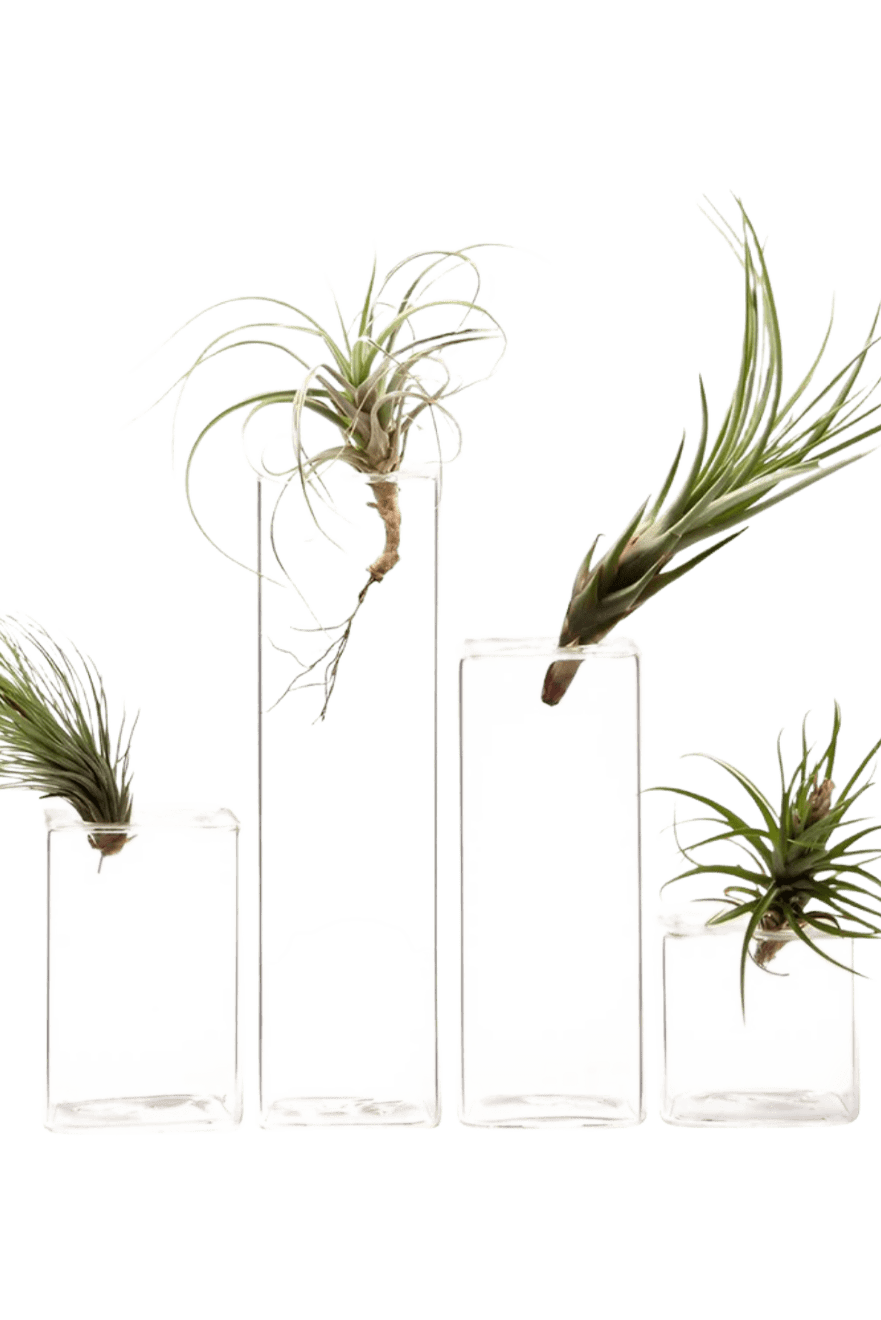 Cube Glass Modern Clear Flower Vase - Chive Ceramics Studio - Vases - Chive Ceramics Studio