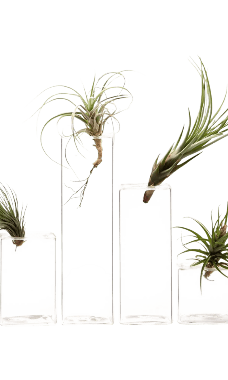 Cube Glass Modern Clear Flower Vase - Chive Ceramics Studio - Vases - Chive Ceramics Studio