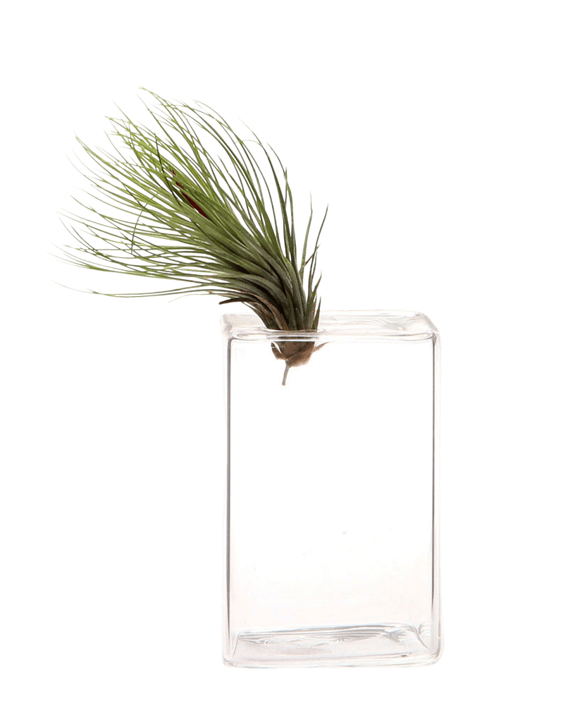 Cube Glass Modern Clear Flower Vase - Chive Ceramics Studio - Vases - Chive Ceramics Studio