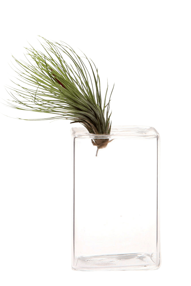 Cube Glass Modern Clear Flower Vase - Chive Ceramics Studio - Vases - Chive Ceramics Studio