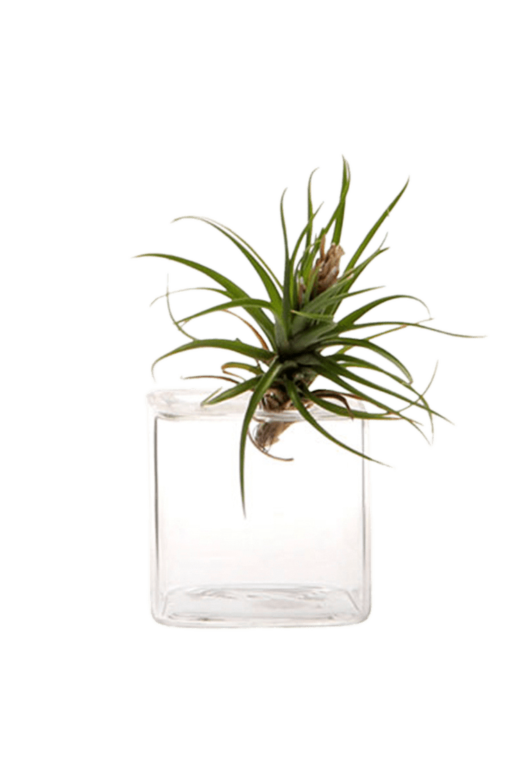 Cube Glass Modern Clear Flower Vase - Chive Ceramics Studio - Vases - Chive Ceramics Studio
