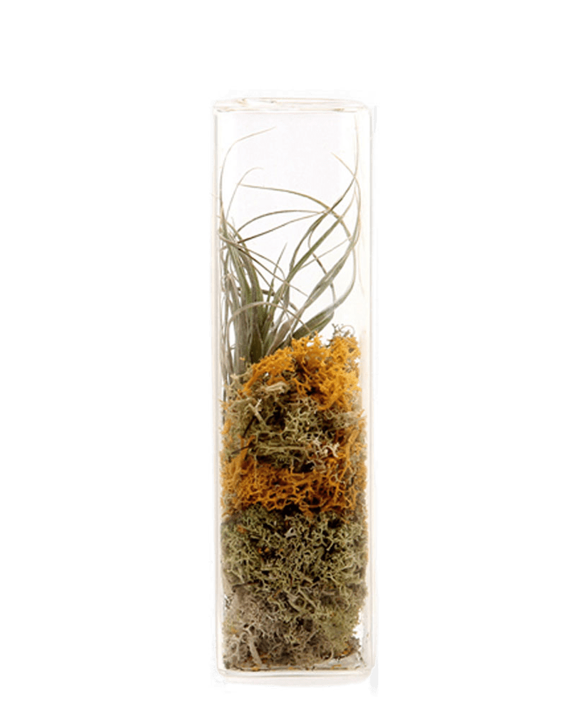 Cube Glass Modern Clear Flower Vase - Chive Ceramics Studio - Vases - Chive Ceramics Studio