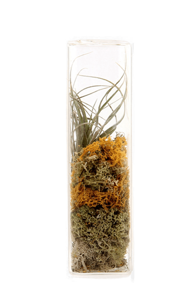 Cube Glass Modern Clear Flower Vase - Chive Ceramics Studio - Vases - Chive Ceramics Studio