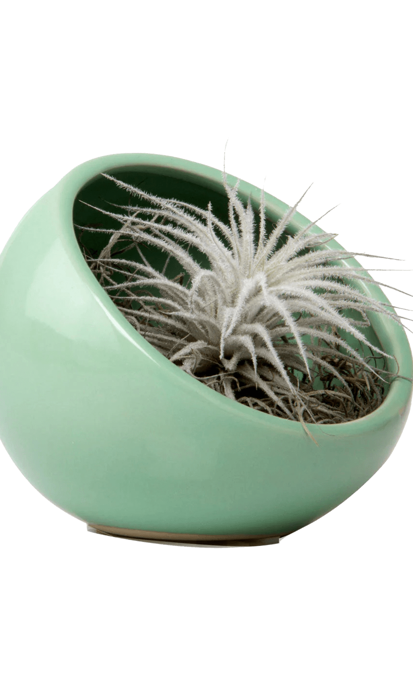 Half Moon Ceramic Terrarium Bowl - Chive Ceramics Studio - Pots - Chive US