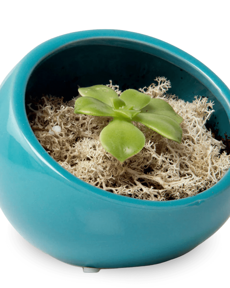 Half Moon Ceramic Terrarium Bowl - Chive Ceramics Studio - Pots - Chive US