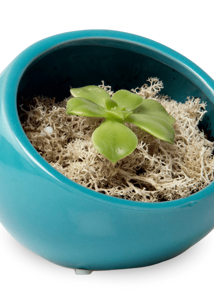 Half Moon Ceramic Terrarium Bowl - Chive Ceramics Studio - Pots - Chive US