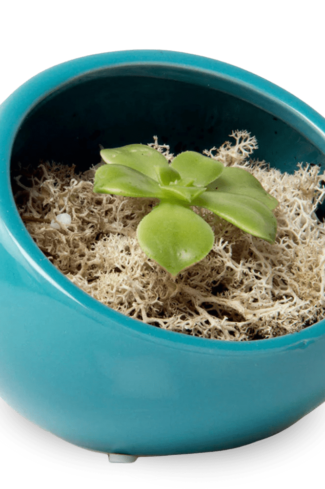 Half Moon Ceramic Terrarium Bowl - Chive Ceramics Studio - Pots - Chive US