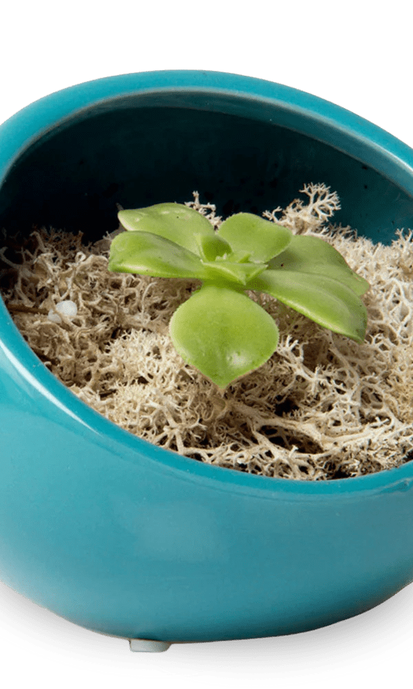 Half Moon Ceramic Terrarium Bowl - Chive Ceramics Studio - Pots - Chive US