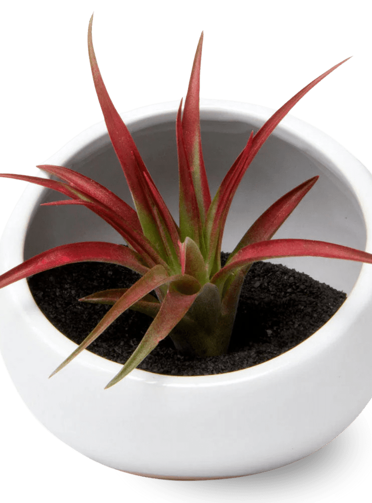 Half Moon Ceramic Terrarium Bowl - Chive Ceramics Studio - Pots - Chive US