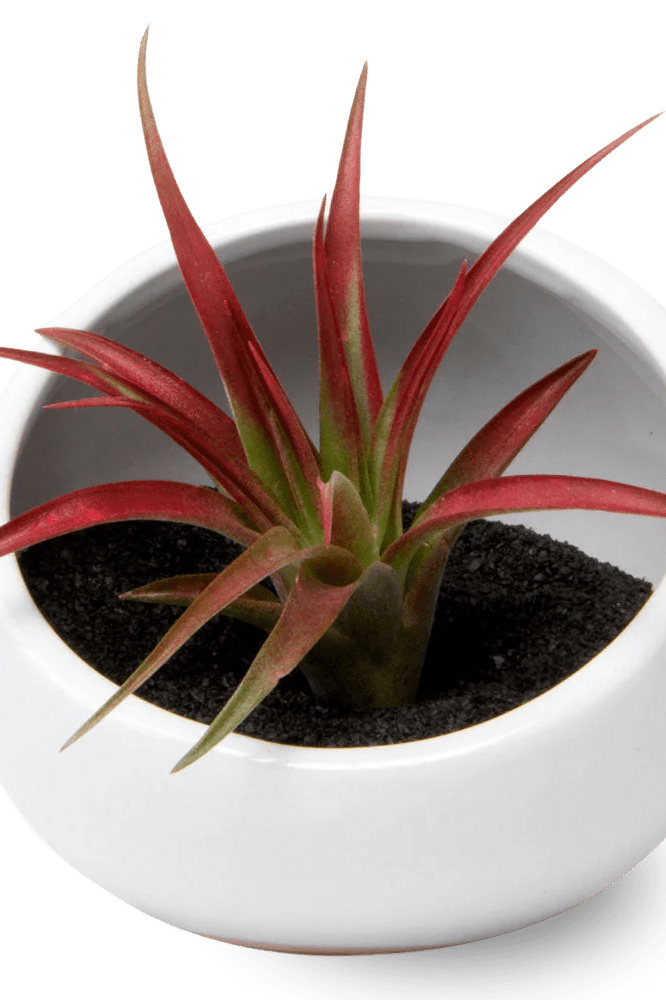 Half Moon Ceramic Terrarium Bowl - Chive Ceramics Studio - Pots - Chive US