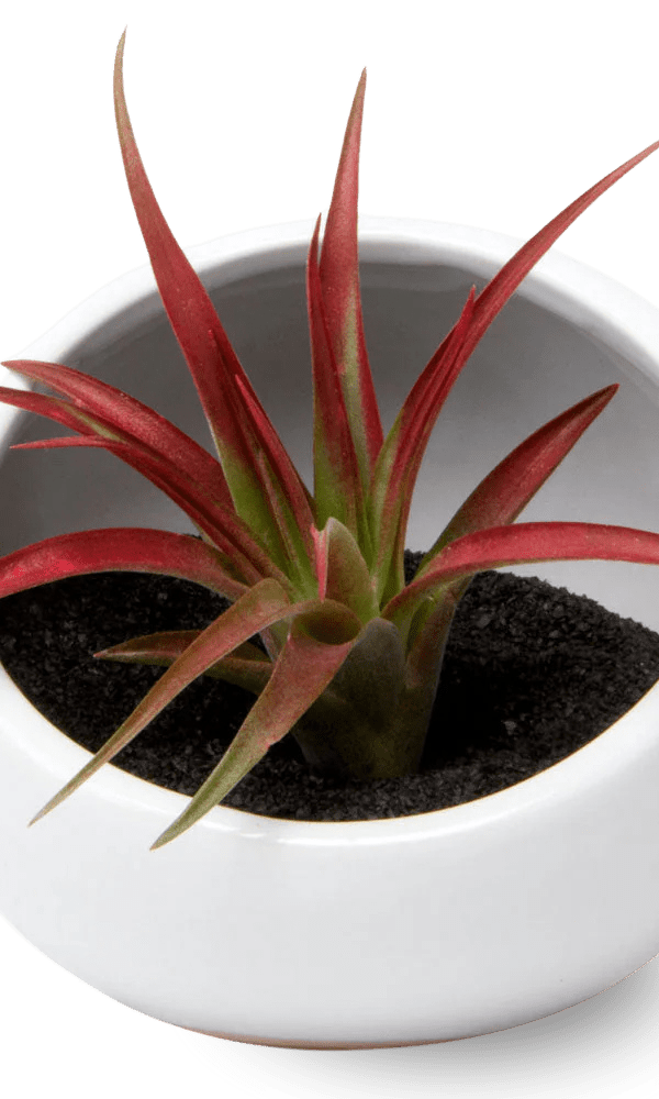 Half Moon Ceramic Terrarium Bowl - Chive Ceramics Studio - Pots - Chive US