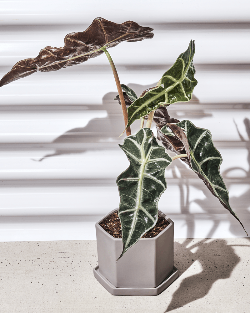 Hexi Porcelain Pot With Drainage Hole - Chive Ceramics Studio - Pots - Chive Ceramics Studio