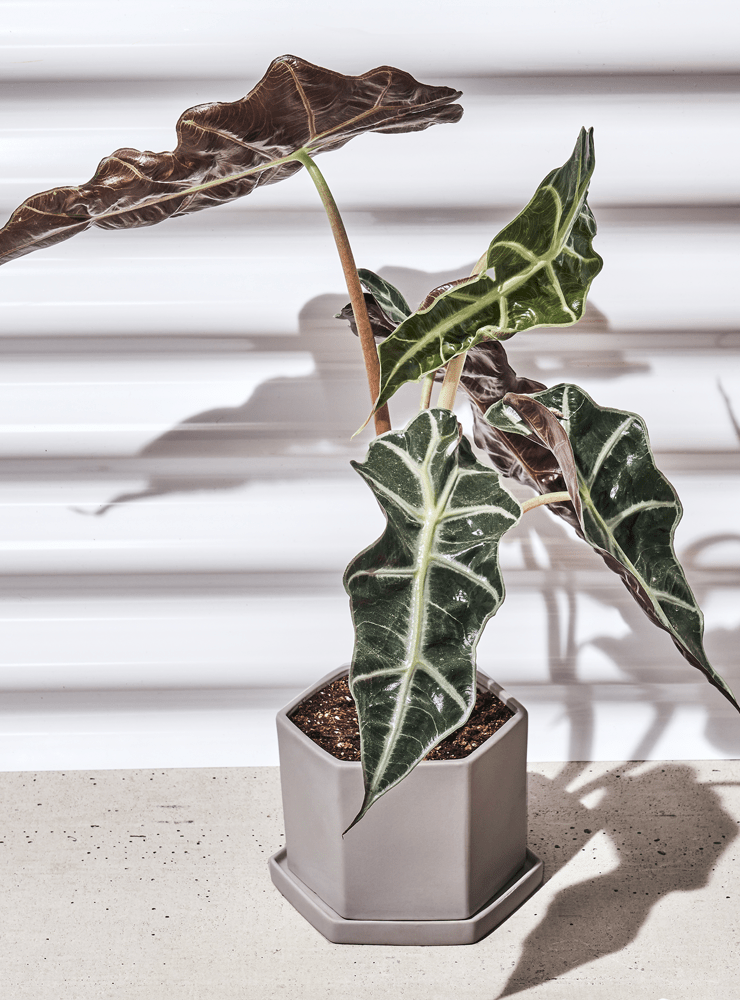 Hexi Porcelain Pot With Drainage Hole - Chive Ceramics Studio - Pots - Chive Ceramics Studio