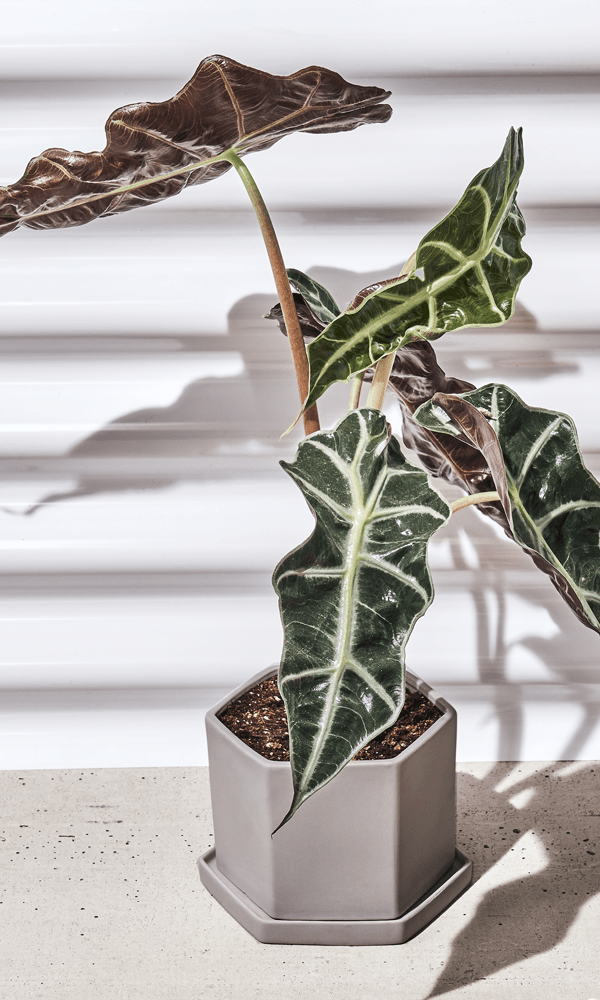 Hexi Porcelain Pot With Drainage Hole - Chive Ceramics Studio - Pots - Chive Ceramics Studio