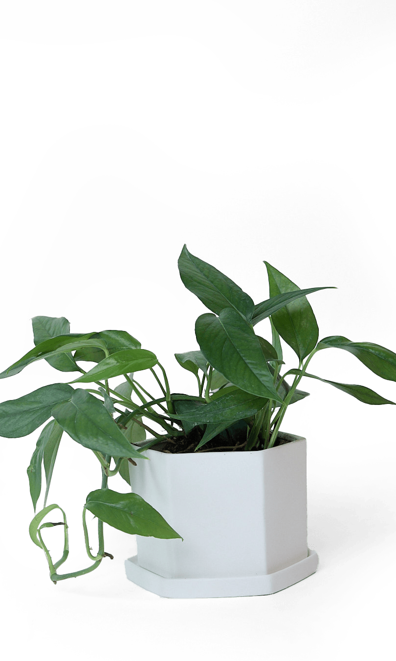 Hexi Porcelain Pot With Drainage Hole - Chive Ceramics Studio - Pots - Chive Ceramics Studio