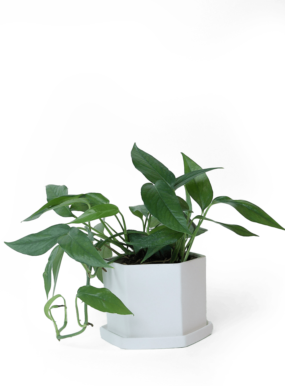 Hexi Porcelain Pot With Drainage Hole - Chive Ceramics Studio - Pots - Chive Ceramics Studio