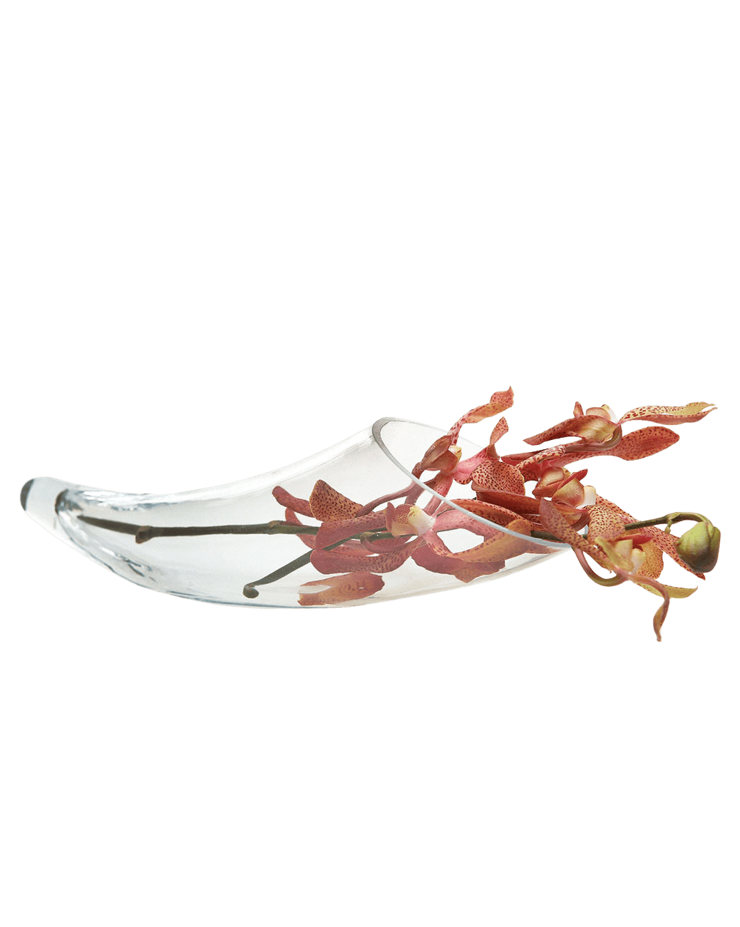 Horn Glass Modern Clear Flower Vase - Chive Ceramics Studio - Vases - Chive US