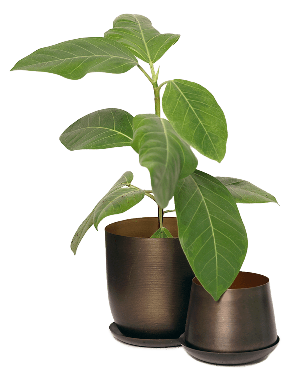 Joe Metal Pot With Drainage Hole | 3 & 5 inch - Chive Ceramics Studio - Pots - Chive Ceramics Studio